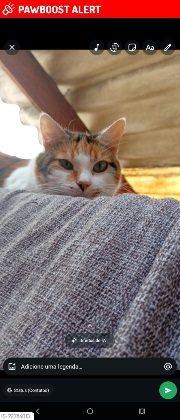 Lost Female Cat last seen Avenida Araucária 1093, parque oratório , Parque Novo Oratório, SP 09251-040