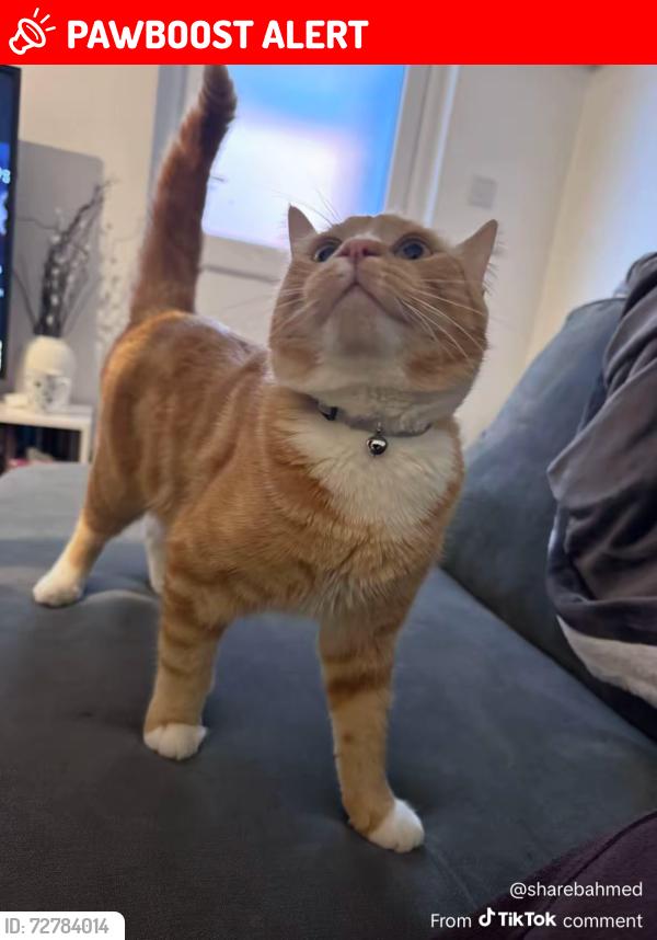 Lost Male Cat last seen Victoria lane , Harlington, England UB3 5EN