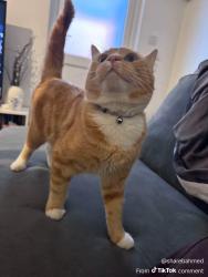 Lost Male Cat last seen Victoria lane , Harlington, England UB3 5EN