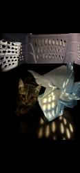Lost Unknown Cat last seen Rowley Memorial Park , Gardena, CA 90249