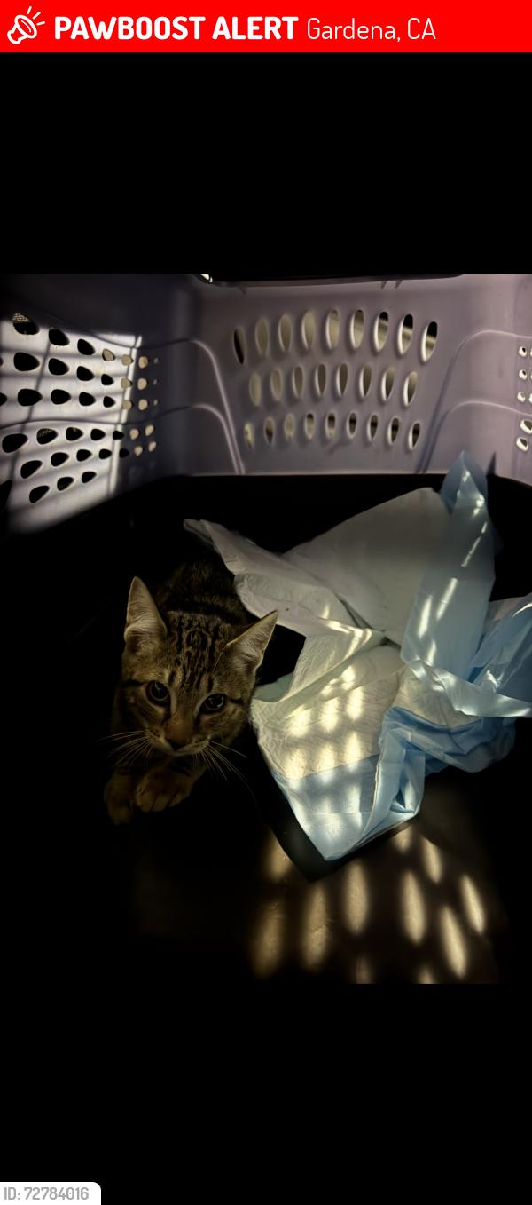 Lost Unknown Cat last seen Rowley Memorial Park , Gardena, CA 90249