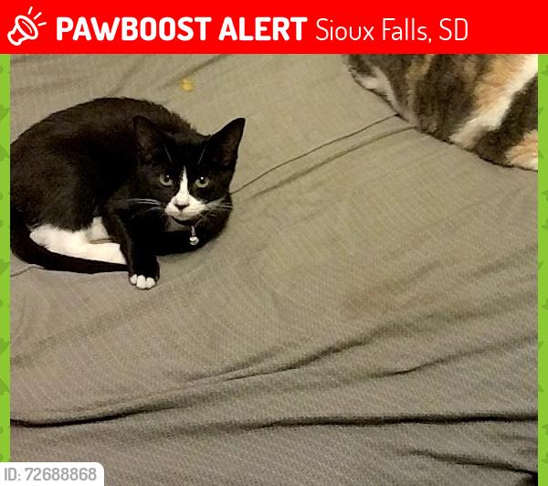 Lost Female Cat last seen 18th n Blaine , Sioux Falls, SD 57103