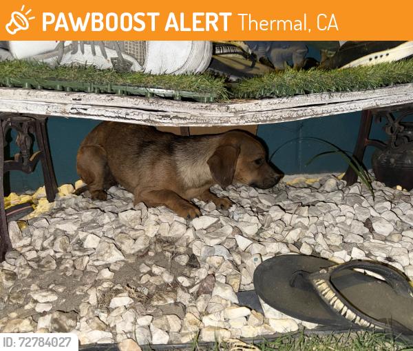 Found/Stray Unknown Dog last seen Martinez Rd & Polk St , Thermal, CA 92274