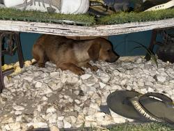 Found/Stray Unknown Dog last seen Martinez Rd & Polk St , Thermal, CA 92274
