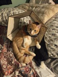 Lost Male Cat last seen Near and little rd, New Port Richey, FL 34654