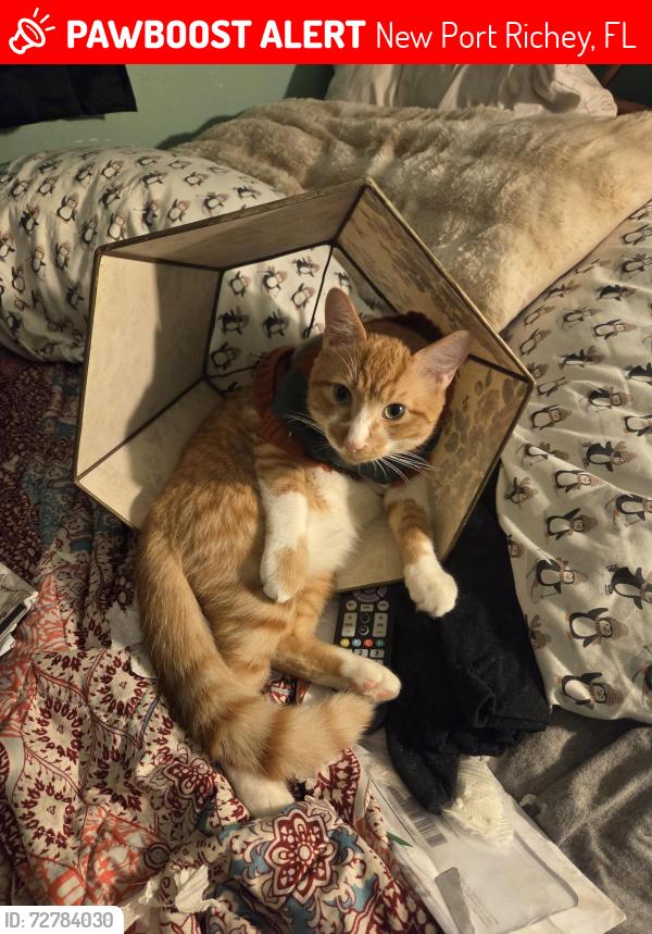 Lost Male Cat last seen Near and little rd, New Port Richey, FL 34654