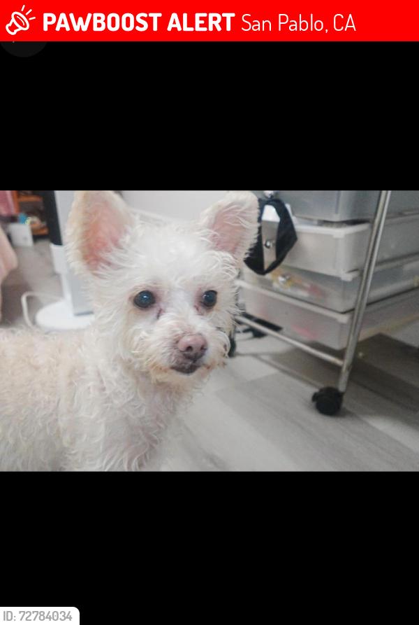 Lost Female Dog last seen Hilton mall and Richmond pwy, San Pablo, CA 94804