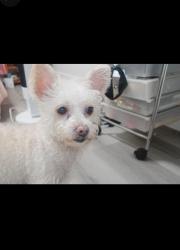 Lost Female Dog last seen Hilton mall and Richmond pwy, San Pablo, CA 94804