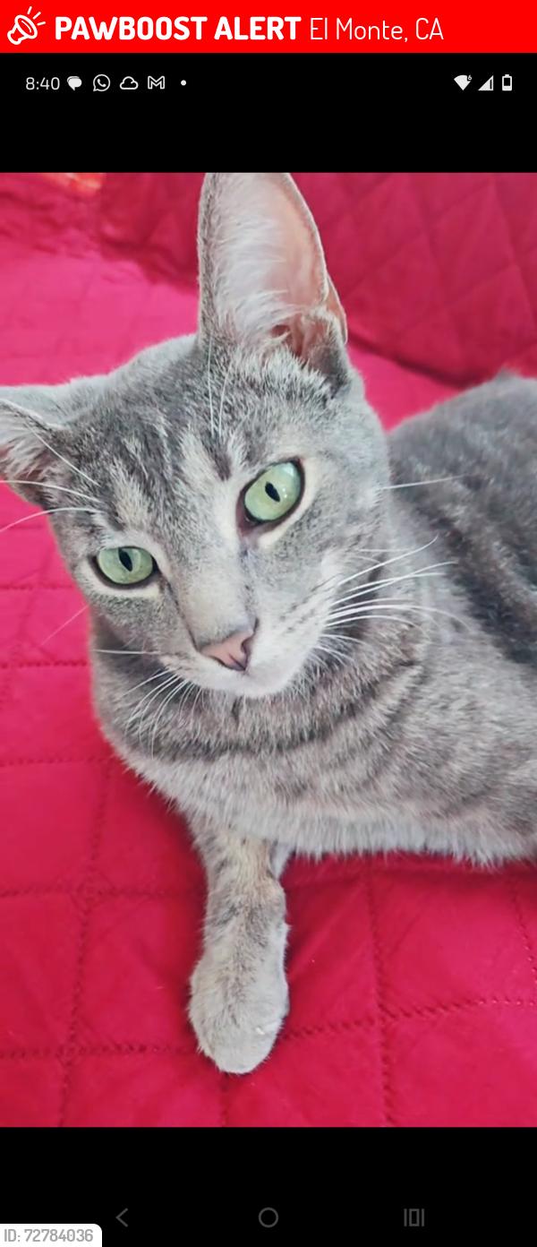 Lost Male Cat last seen Gilman rd , El Monte, CA 91732