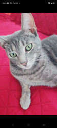 Lost Male Cat last seen Gilman rd , El Monte, CA 91732