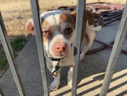 Lost Male Dog last seen Doubletree neighborhood , Muscle Shoals, AL 35661