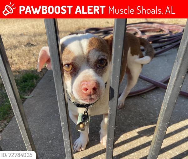 Lost Male Dog last seen Doubletree neighborhood , Muscle Shoals, AL 35661