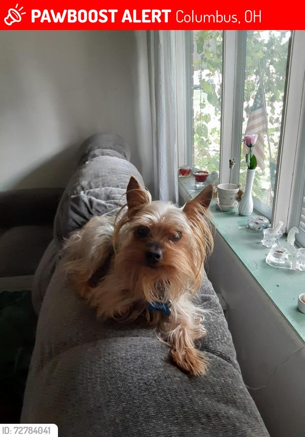 Lost Male Dog last seen Latonia, Columbus, OH 43232