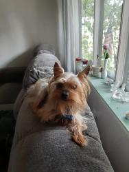 Lost Male Dog last seen Latonia, Columbus, OH 43232