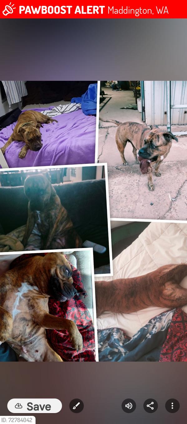 Lost Female Dog last seen Near kelvin road maddington , Maddington, WA 6109