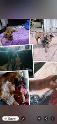 Lost Female Dog last seen Near kelvin road maddington , Maddington, WA 6109