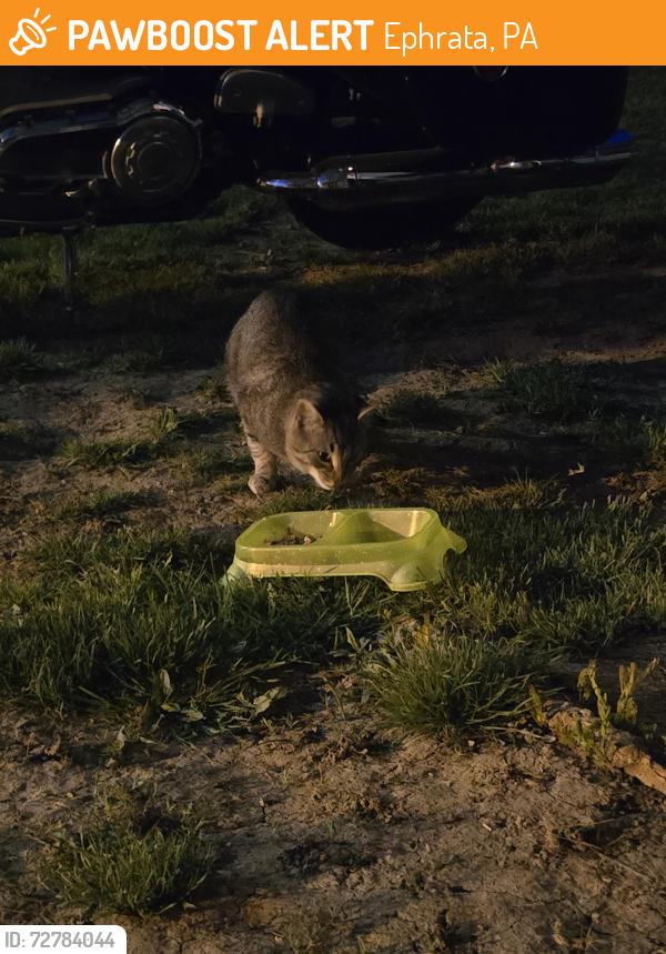 Found/Stray Male Cat last seen Cherry st., Ephrata, PA 17522