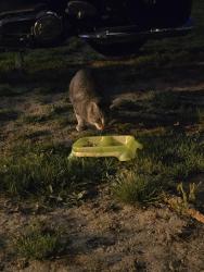 Found/Stray Male Cat last seen Cherry st., Ephrata, PA 17522