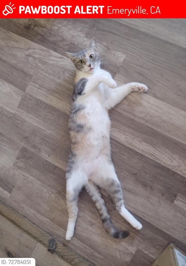 Lost Female Cat last seen By the Freeway, Emeryville, CA 94608