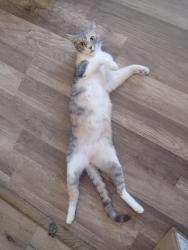 Lost Female Cat last seen By the Freeway, Emeryville, CA 94608
