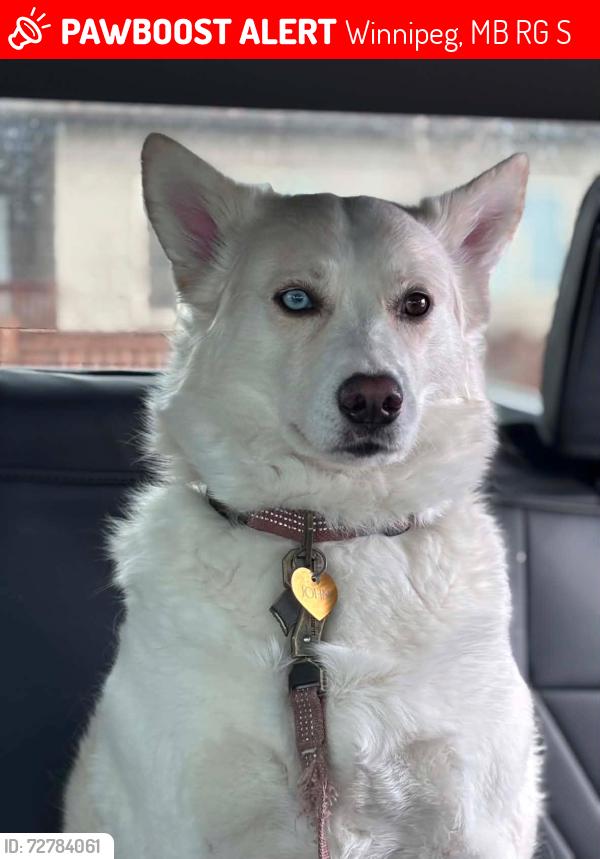 Lost Male Dog last seen Molson st domo, Winnipeg, MB R2G 3S6