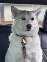 Lost Male Dog last seen Molson st domo, Winnipeg, MB R2G 3S6