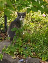Lost Unknown Cat last seen Macphearson St, Dandenong , Dandenong, VIC 3175