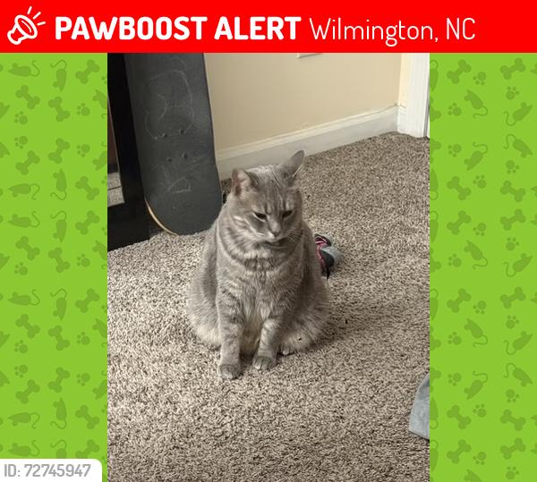 Lost Female Cat last seen Lord Tennyson and lord thomas, Wilmington, NC 28405