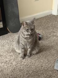 Lost Female Cat last seen Lord Tennyson and lord thomas, Wilmington, NC 28405