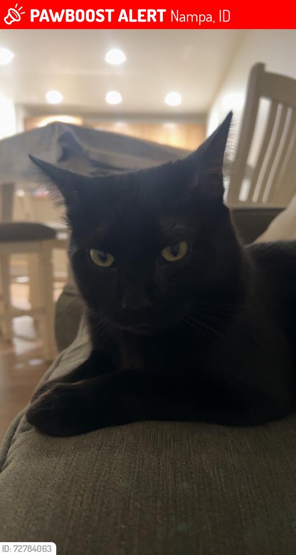 Lost Male Cat last seen College of Western Idaho , Nampa, ID 83687