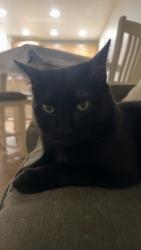 Lost Male Cat last seen College of Western Idaho , Nampa, ID 83687