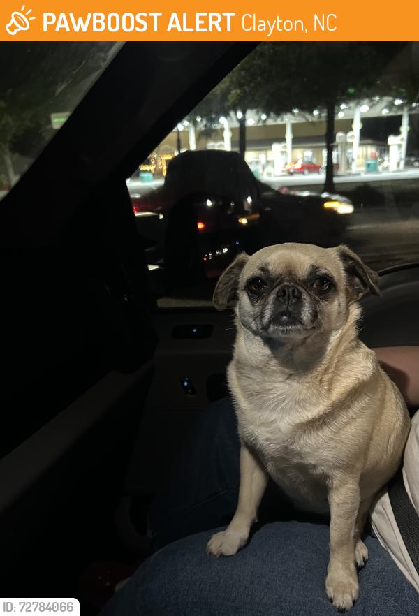 Found/Stray Female Dog last seen Government Road Clayton , Clayton, NC 27520