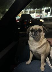 Found/Stray Female Dog last seen Government Road Clayton , Clayton, NC 27520