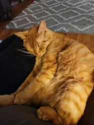Lost Male Cat last seen 33rd & Fremont , Topeka, KS 66605