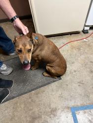 Found/Stray Male Dog last seen Oak hill and 7 hwy, Independence, MO 64057