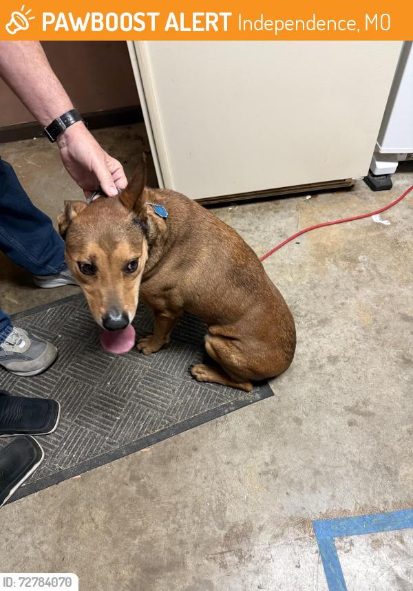 Found/Stray Male Dog last seen Oak hill and 7 hwy, Independence, MO 64057