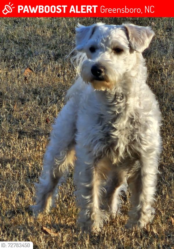Lost Male Dog last seen Vanstory st , Greensboro, NC 27403