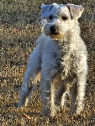 Lost Male Dog last seen Vanstory st , Greensboro, NC 27403