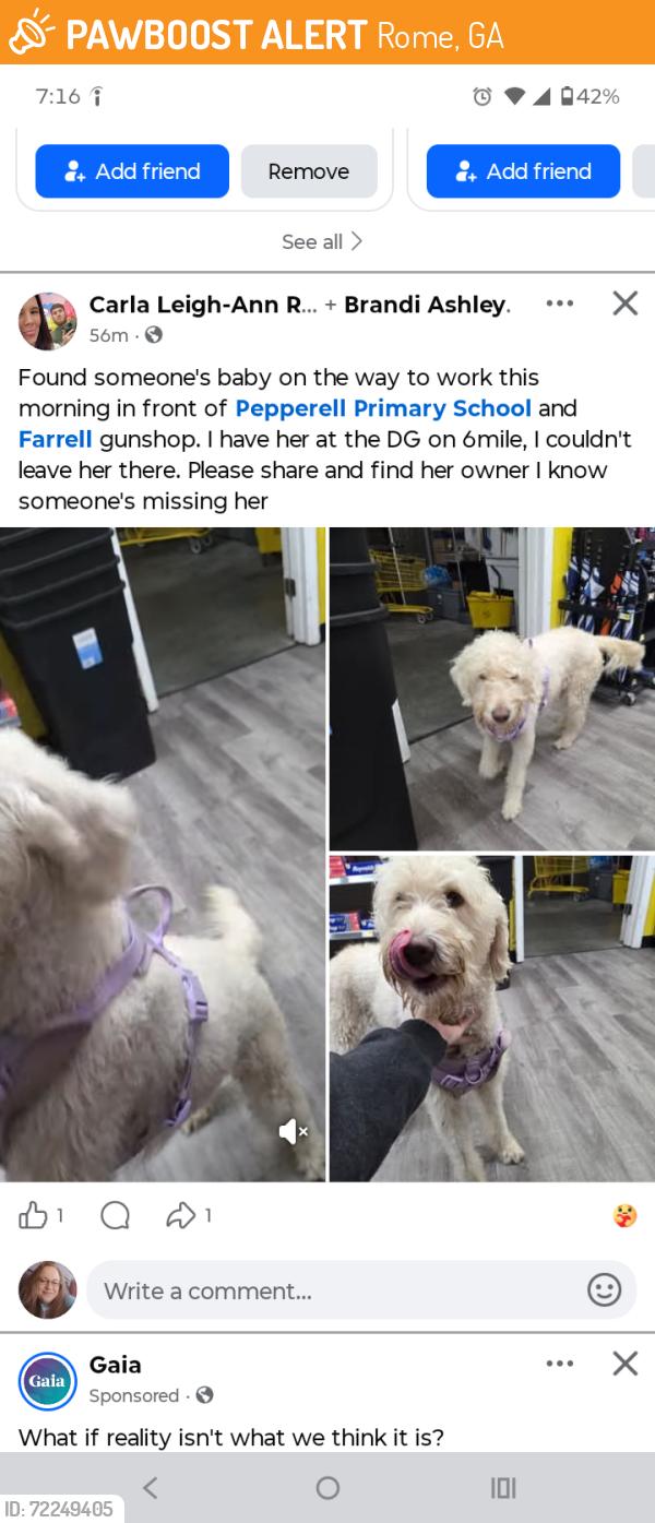 Found/Stray Unknown Dog last seen Pepperell, Rome, GA 30165