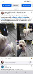 Found/Stray Unknown Dog last seen Pepperell, Rome, GA 30165