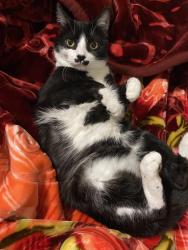 Lost Male Cat last seen Randol mill st , Fort Worth, TX 76120