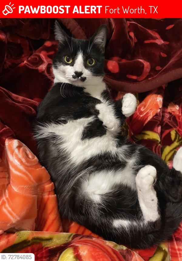 Lost Male Cat last seen Randol mill st , Fort Worth, TX 76120