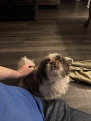 Found/Stray Male Dog last seen Near nw 42nd street, Oklahoma City, OK 73112