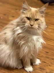 Lost Male Cat last seen HX30HX, West Yorkshire, England HX3 0HX