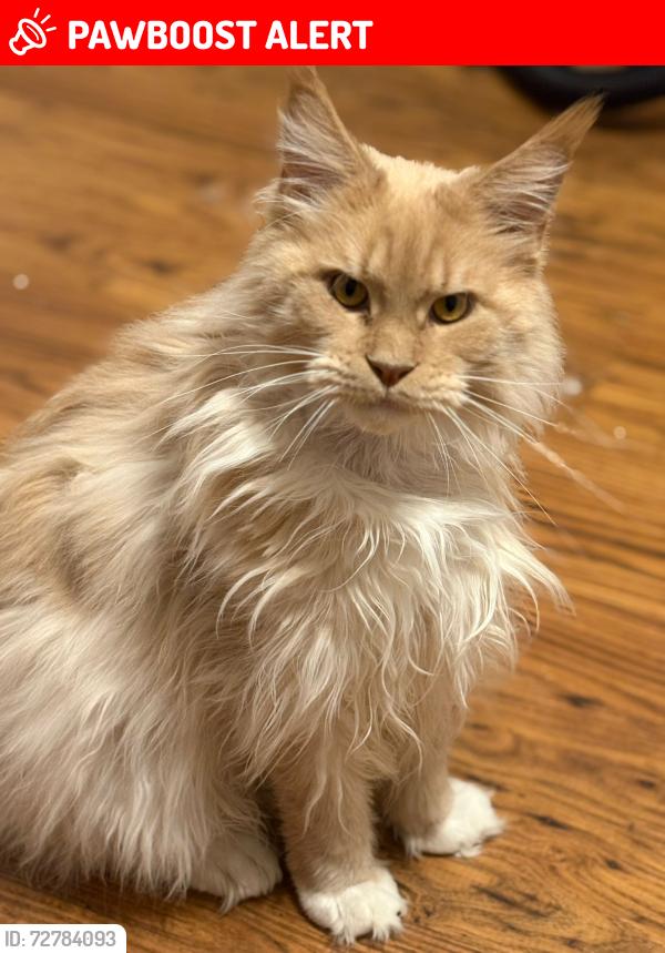 Lost Male Cat last seen HX30HX, West Yorkshire, England HX3 0HX