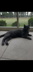 Lost Female Cat last seen Kirkwood Road, Wellington Fields, Clarksville, TN 37043