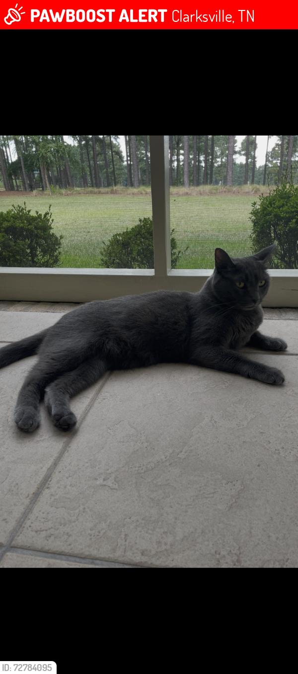 Lost Female Cat last seen Kirkwood Road, Wellington Fields, Clarksville, TN 37043