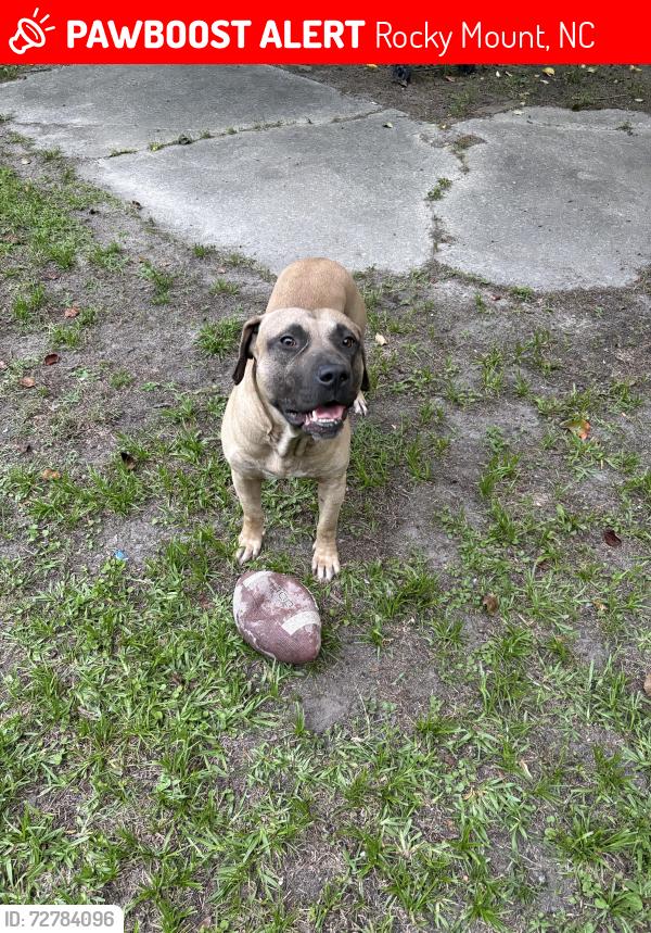Lost Male Dog last seen Sunset ave and Beal st, Rocky Mount, NC 27804