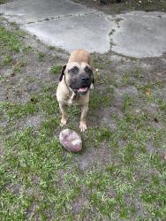 Lost Male Dog last seen Sunset ave and Beal st, Rocky Mount, NC 27804