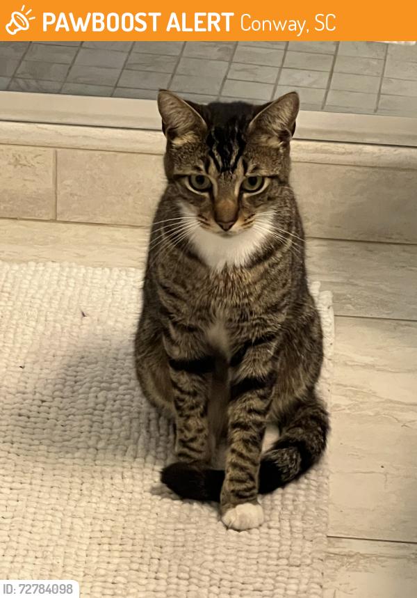 Found/Stray Male Cat last seen Near Shaftesbury Ln, Conway, SC 29526, Conway, SC 29526